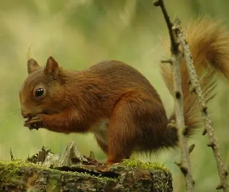 Laburnum House Nocleg ze śniadaniem 3*